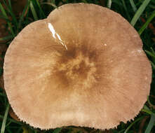 Image of Pluteus