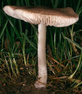 Image of Pluteus