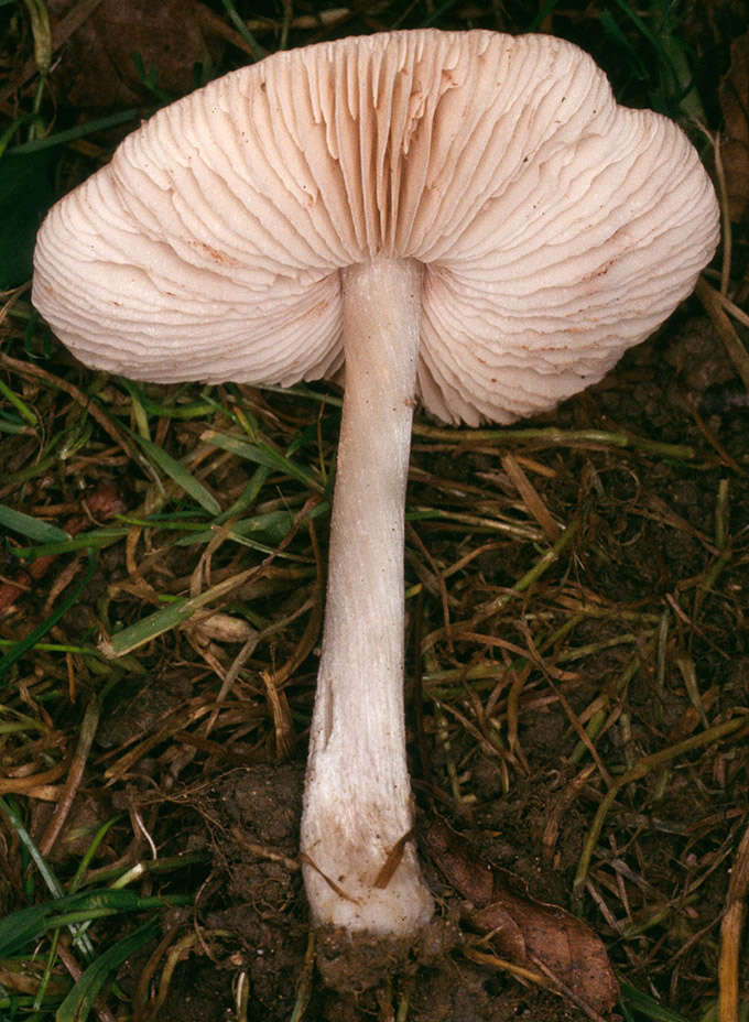 Image of Pluteus