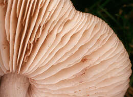 Image of Pluteus