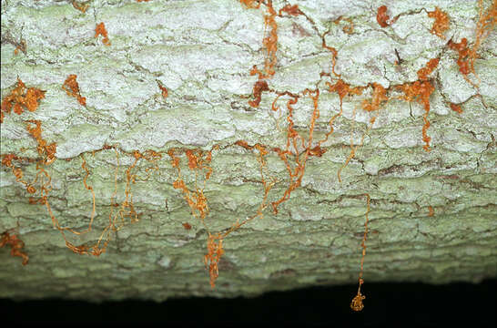 Eutypella quaternata (Pers.) Rappaz 1987 resmi