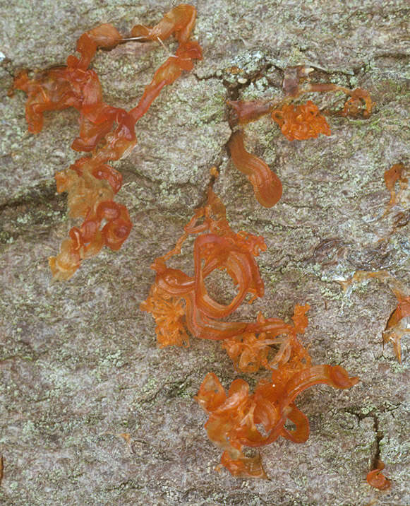 Image of Eutypella quaternata (Pers.) Rappaz 1987