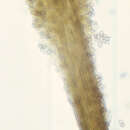 Image of Cephalotrichum stemonitis (Pers.) Nees 1809
