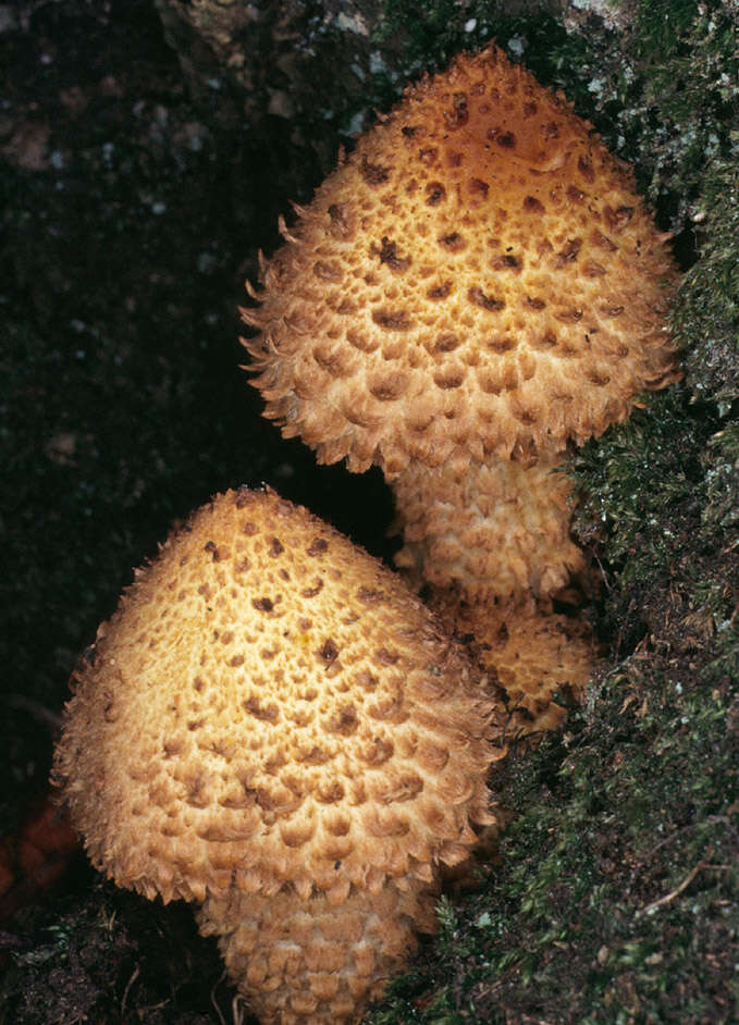 Image of shaggy scalycap