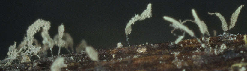 Image of Cephalotrichum microsporum (Sacc.) P. M. Kirk 1984