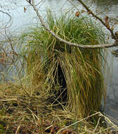 Image of Greater Tussock-sedge
