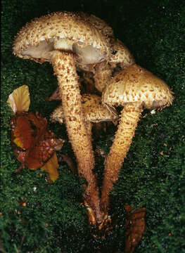 Image of shaggy scalycap