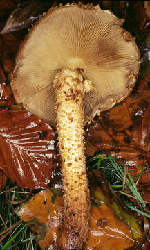 Image of shaggy scalycap