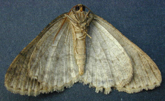 Image of The Small Engrailed