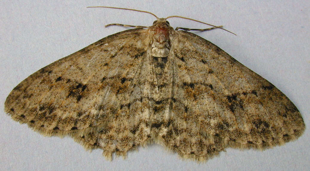 Image of The Small Engrailed