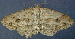 Image of The Small Engrailed