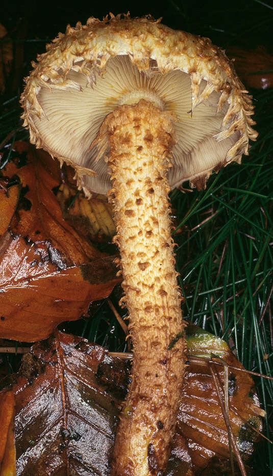 Image of shaggy scalycap