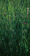 Image of Grass Vetchling