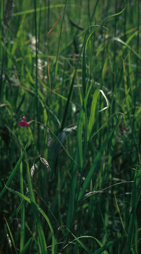 Image of Grass Vetchling