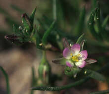 Image of sandspurry