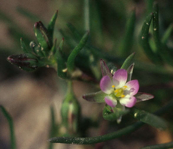 Image of sandspurry