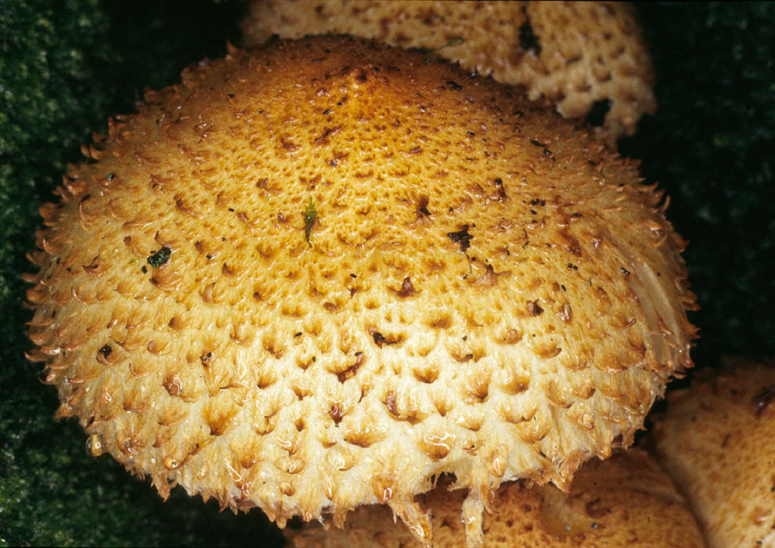 Image of shaggy scalycap