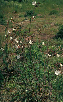 Image of Bladder Campion