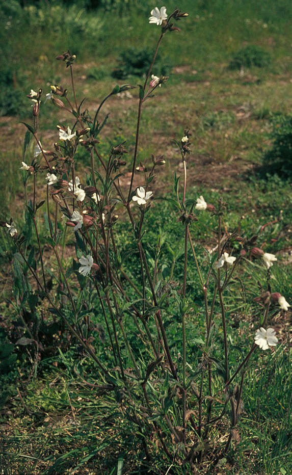 Image of Bladder Campion