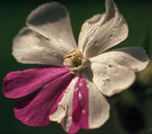 صورة Silene dioica (L.) Clairv.