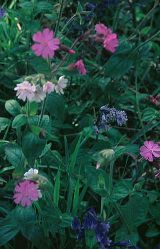 Image of Silene latifolia × Silene dioica