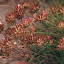 Image of Anthyllis coccinea (L.) Beck