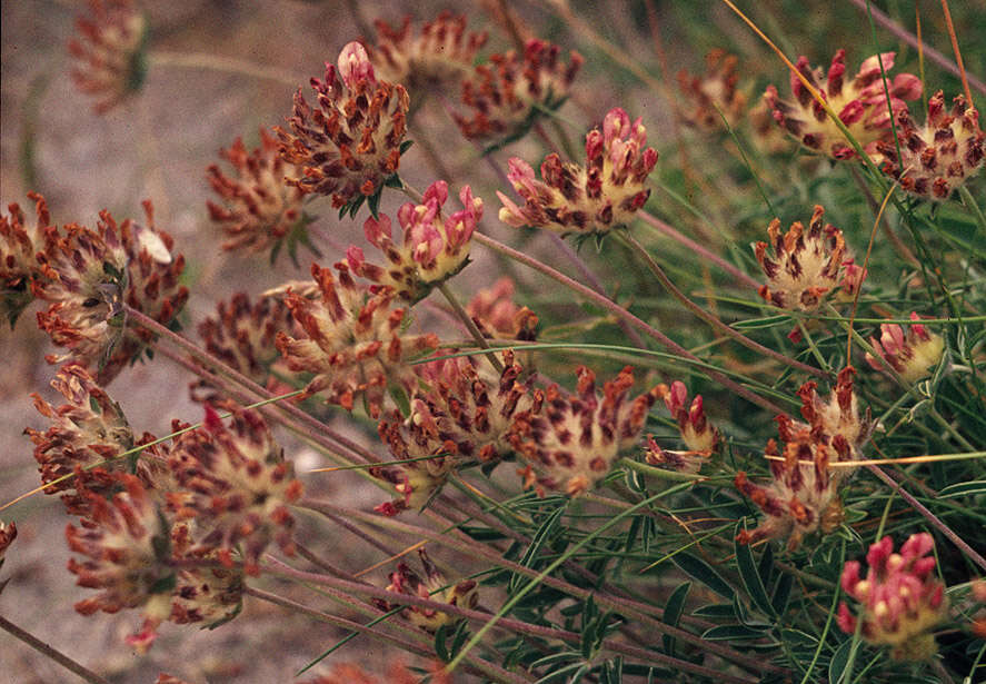 Image of Anthyllis coccinea (L.) Beck