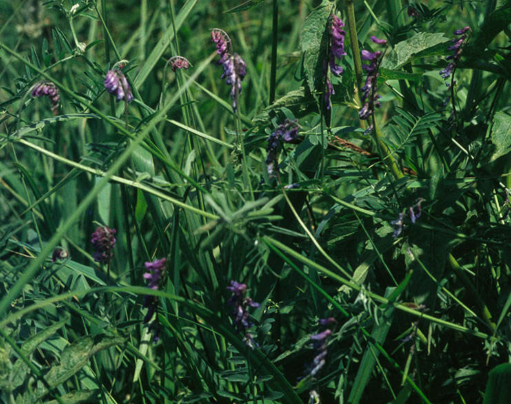 Image of bird vetch