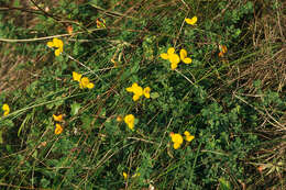 Imagem de Lotus corniculatus L.