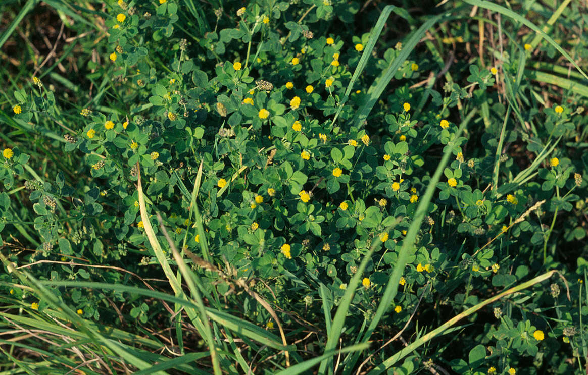 Image of black medick