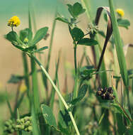 Image of black medick