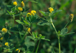 Image of black medick