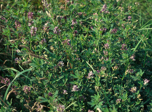 Image of alfalfa