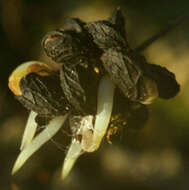 Image of black medick