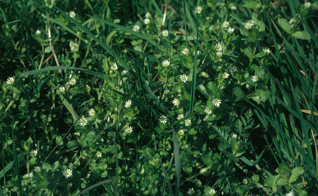 Image of common chickweed