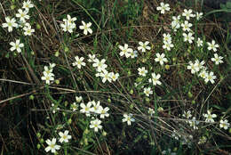 صورة Stellaria holostea L.