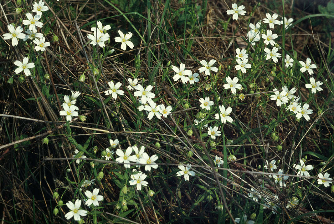 صورة Stellaria holostea L.