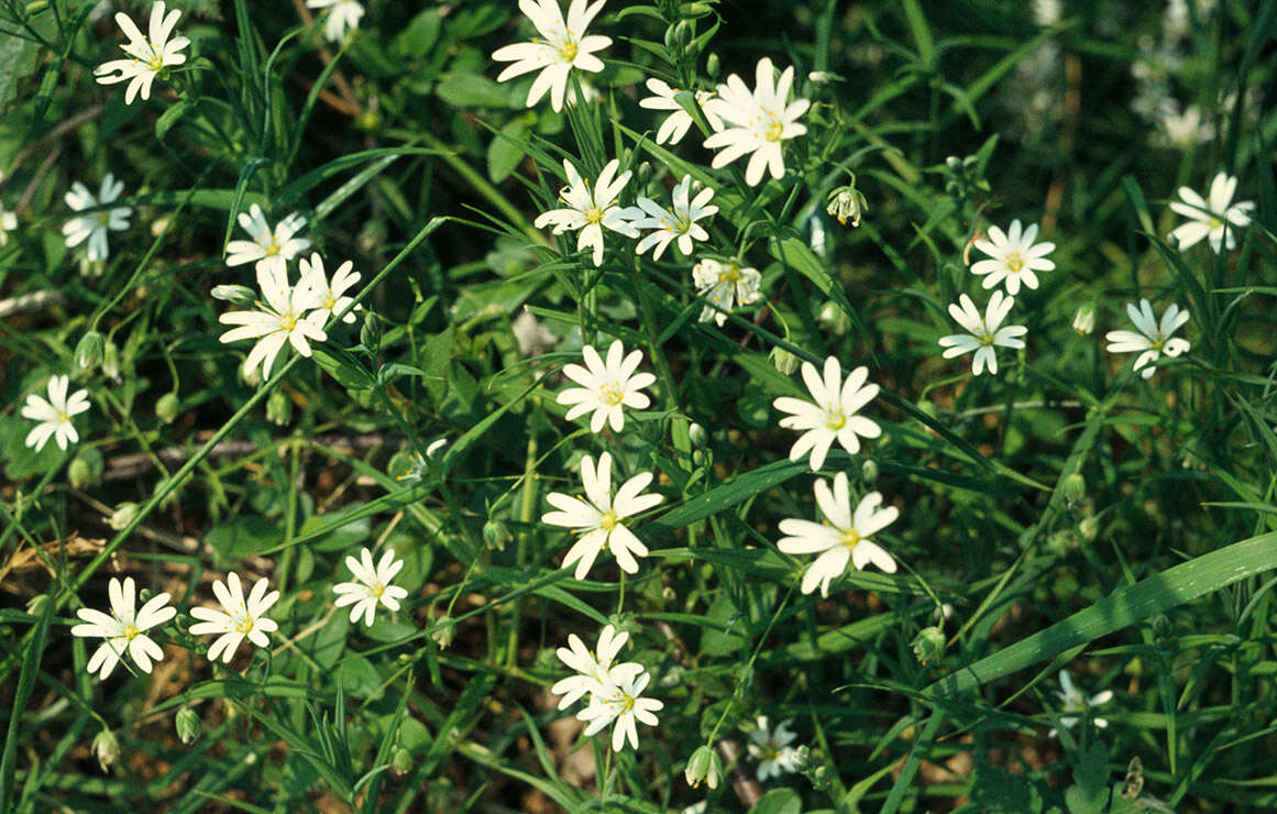 صورة Stellaria holostea L.