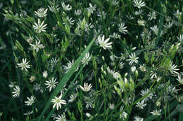 Image of marsh stitchwort