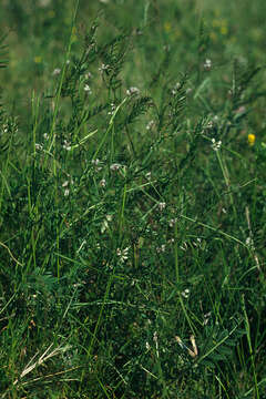 Image of Hairy Tare