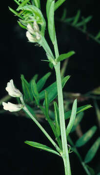 Image of Hairy Tare