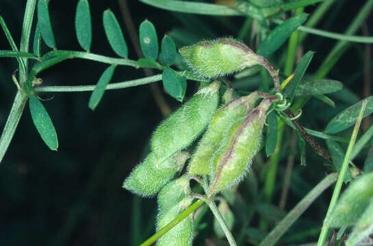 Image of Hairy Tare