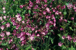 صورة Silene dioica (L.) Clairv.