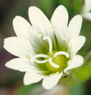 Image of common mouse-ear chickweed