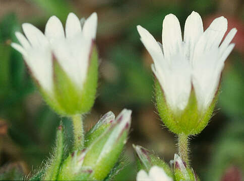 Image of common mouse-ear chickweed