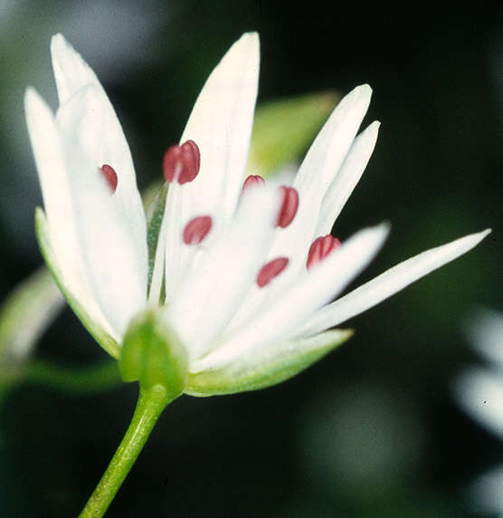 Image of marsh stitchwort