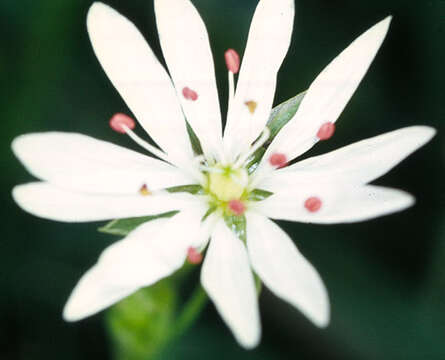 صورة Stellaria palustris Ehrh. ex Retz.