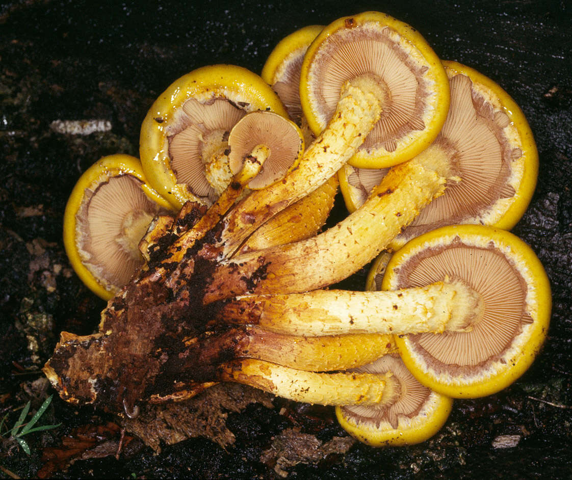 Imagem de Pholiota adiposa (Batsch) P. Kumm. 1871