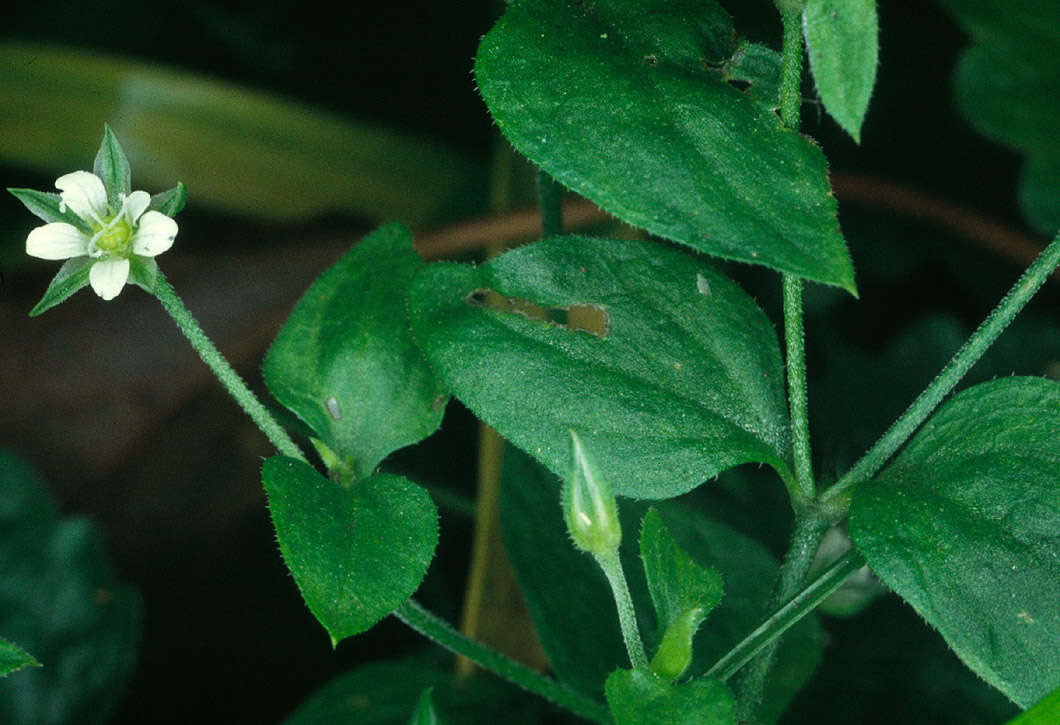 Слика од Moehringia trinervia (L.) Clairv.