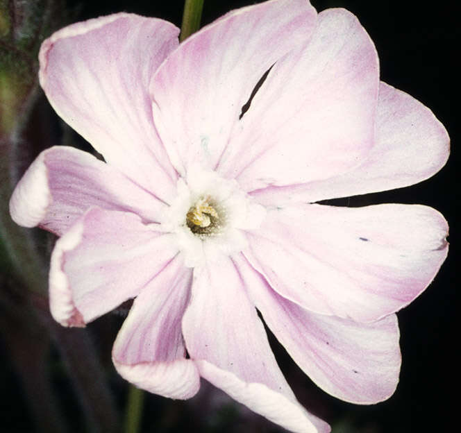 Image of Silene latifolia × Silene dioica